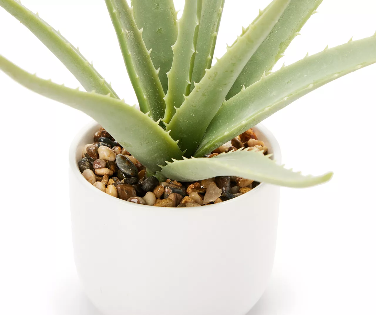 Green Aloe Plant With White Ceramic Pot - Image 2
