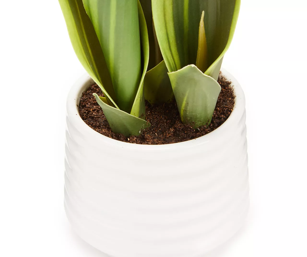 Green Snake Plant In White Rib Pot - Image 2